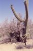 PICTURES/Tucson Area - Saguaro Natl Park, Sabino Canyon & San Xavier/t_Park3.jpg